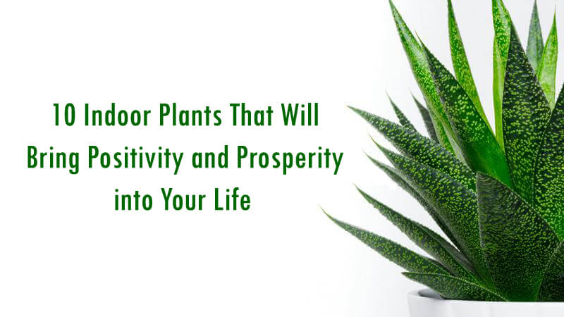 10 Indoor Plants That Will Bring Positivity and Prosperity into Your Life